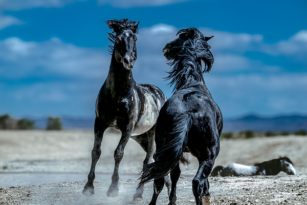 BZ9 4565 Enhanced NR Print