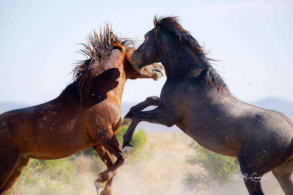 BZ9 0026 Enhanced NR 2 Print