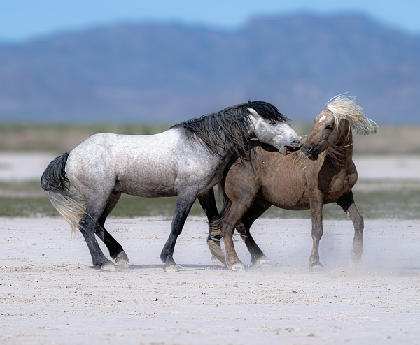 BZ9 3426 Enhanced NR Print