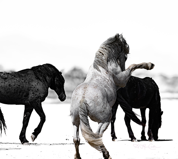 BZ9 4246 Enhanced NR Print