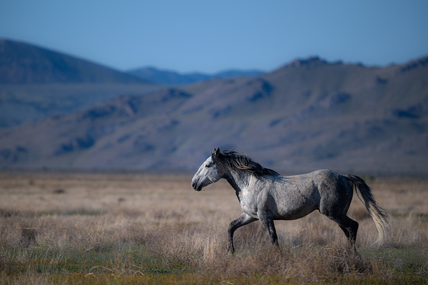 BZ9 4323 Enhanced NR Print