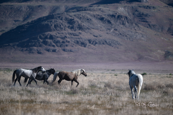 BZ9 5406 Enhanced NR Print