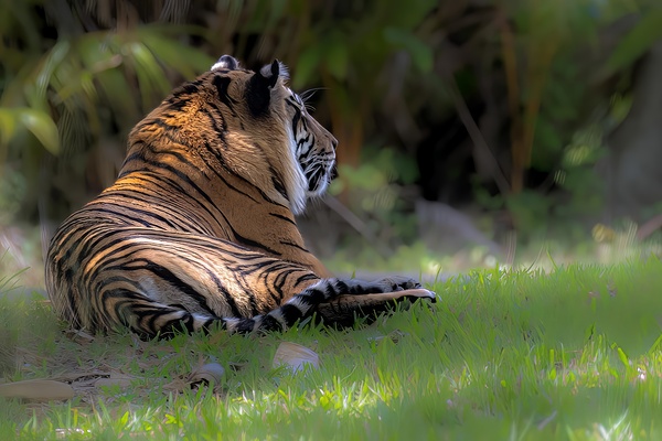 Siesta