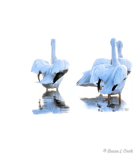 Feathered backs