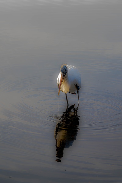 Reflecting feathers