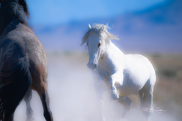 BZ9 9220 Enhanced NR Print