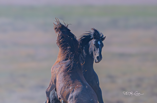 BZ9 9623 Enhanced NR 2 Print