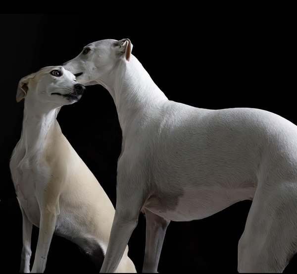 Dog lovers
