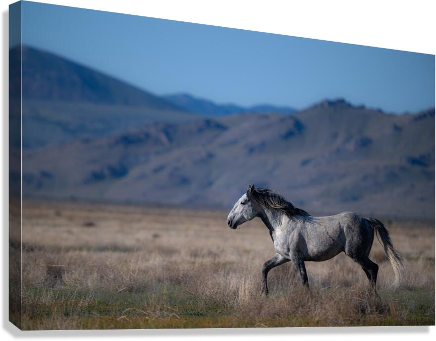 BZ9 4323 Enhanced NR Canvas Print