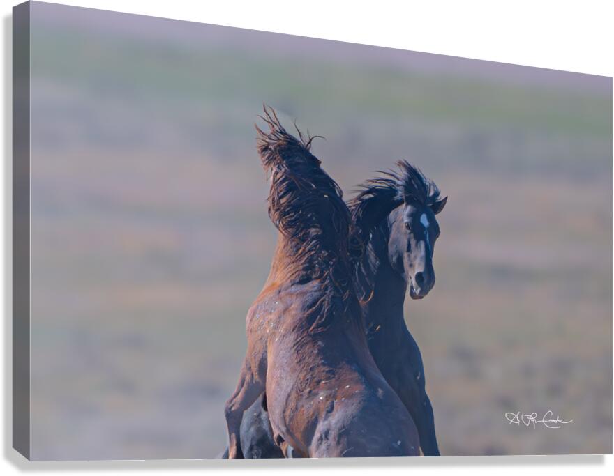 BZ9 9623 Enhanced NR 2 Canvas Print