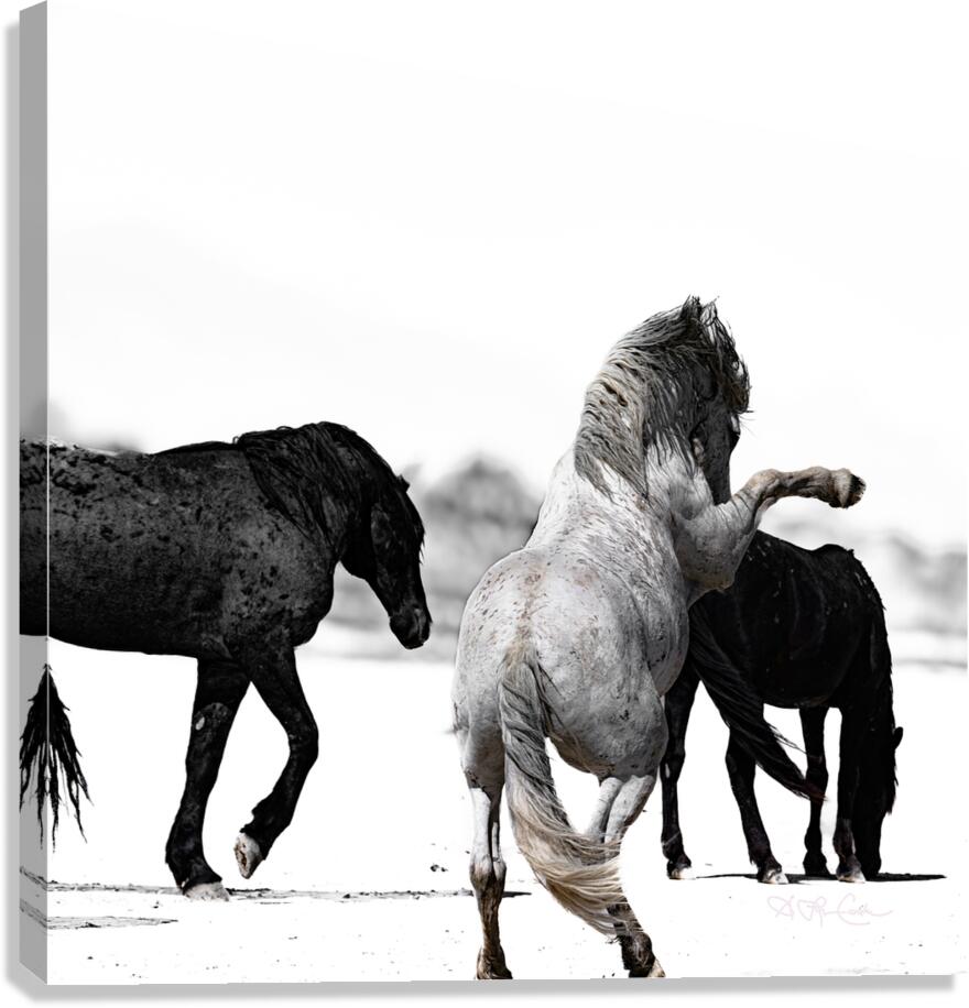 BZ9 4246 Enhanced NR Canvas Print