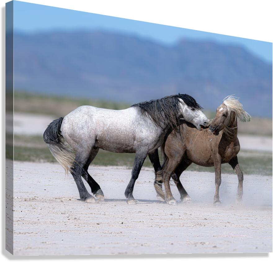 BZ9 3426 Enhanced NR Canvas Print