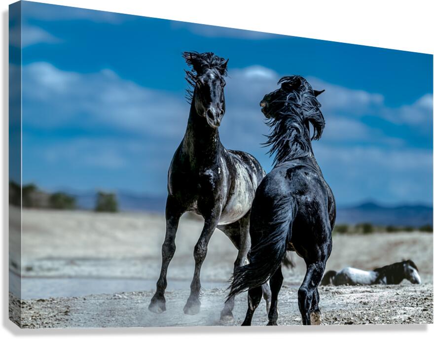 BZ9 4565 Enhanced NR Canvas Print