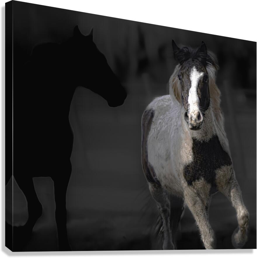 02012023 mustangs 5479 Enhanced NR Canvas Print