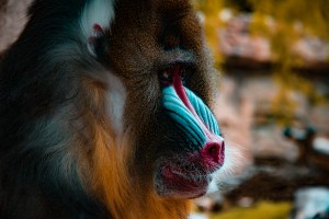 Mandrill