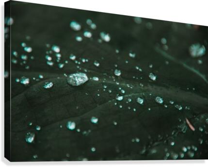 Dew Canvas Print