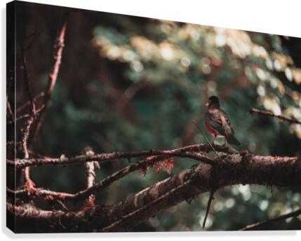 Predators Perspective Canvas Print