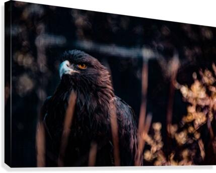 Determinations Glare Canvas Print
