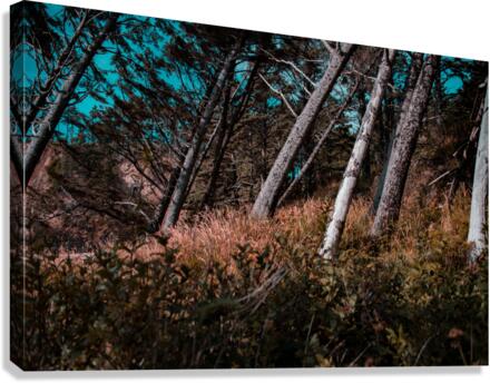 Slant Canvas Print