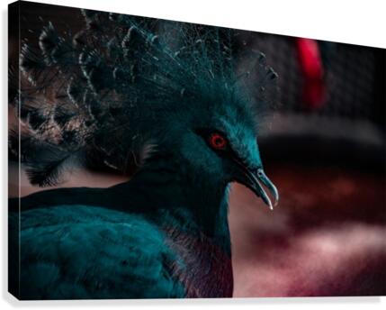 Red Stare Canvas Print
