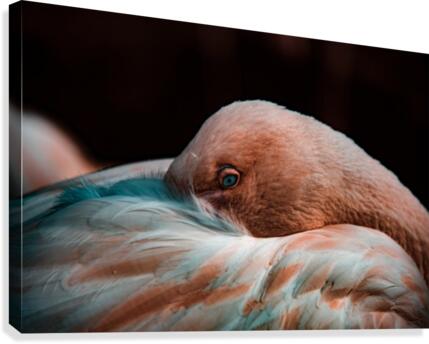 Warmth Canvas Print