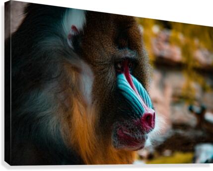 Mandrill Canvas Print