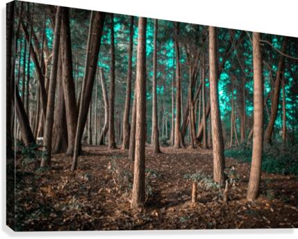 EnchantedForest Canvas Print