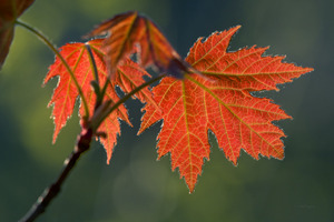 Feuille derable | Maple Leaf