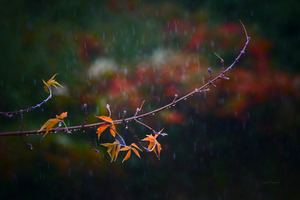 Petite branche automne | Small branch autumn