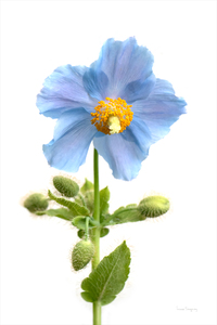 Pavot bleu | Blue Poppy 0017