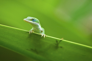 Anole