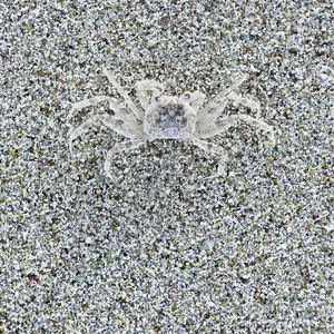 Crabe  |  Crab  6-25