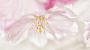 Fleur de cerisier  |  Cherry Blossom