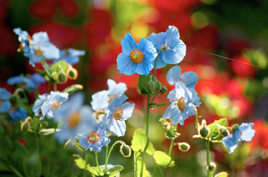 Pavots bleus  |  Blue Poppies 0805