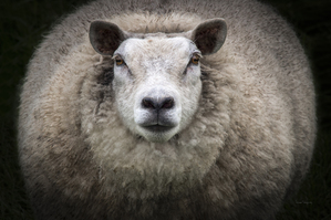 Maman mouton  |  Big Mama Sheep
