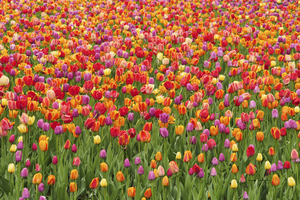 Champ de tulipes  |  Tulip Field