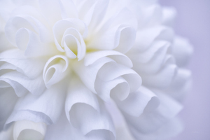 Doux geranium  |  Soft Geranium