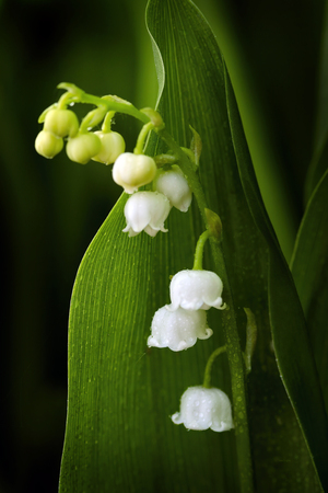 Muguet  |  Lily of the Valley