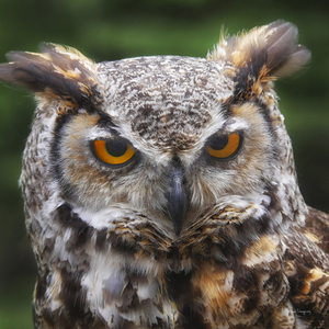 Hibou  |  Owl