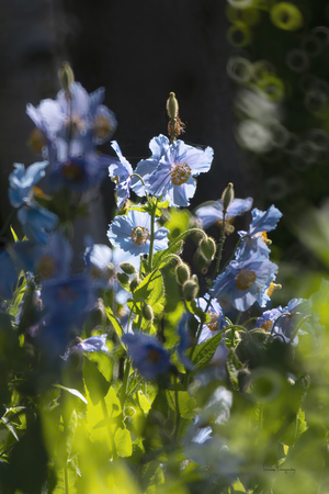 Pavots bleus | Blue Poppies 0562