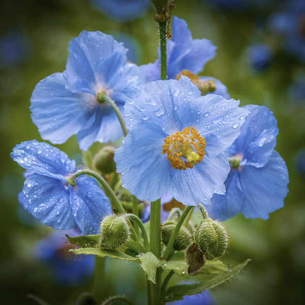 Pavots bleus  - Blue Poppies 5896 by Louise Tanguay