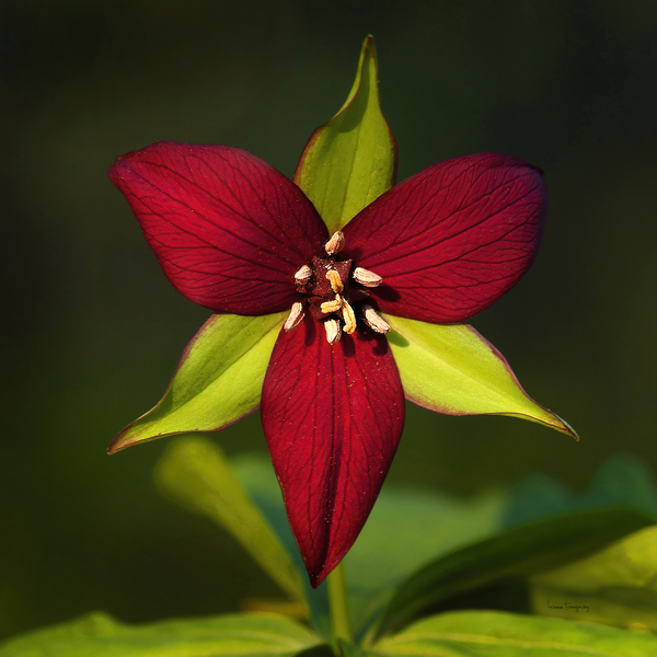 Trille rouge  |  Red Trillium by Louise Tanguay