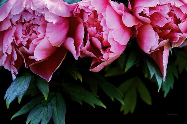 Trois pivoines roses  |  Three Pink Peonies by Louise Tanguay