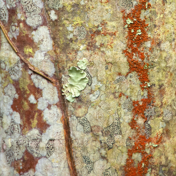 Lichen by Louise Tanguay