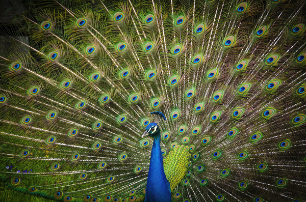 Magnifique paon  |  Beautiful peacock by Louise Tanguay