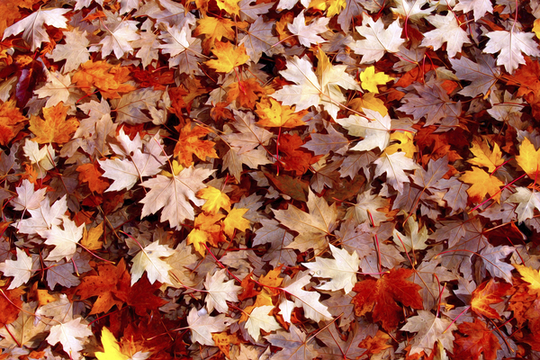Feuilles derable  |  Maple Leaves by Louise Tanguay