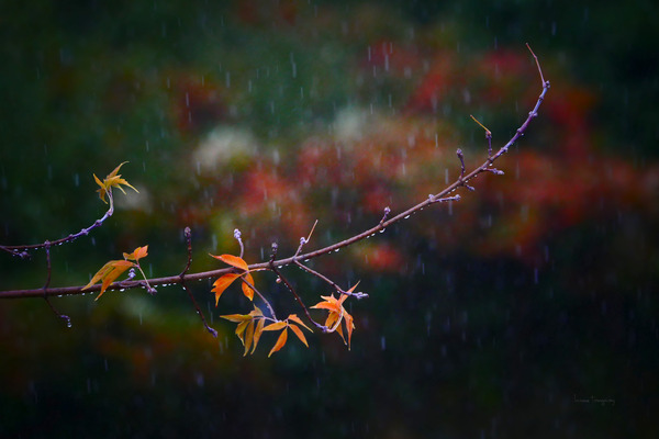 Petite branche automne | Small branch autumn by Louise Tanguay