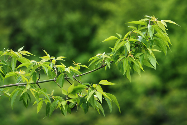 Petite branche ete | Small branch summer by Louise Tanguay