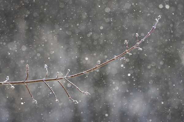 Petite branche hiver | Small branch winter by Louise Tanguay