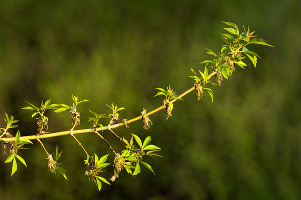 Petite branche printemps | Small branch spring by Louise Tanguay